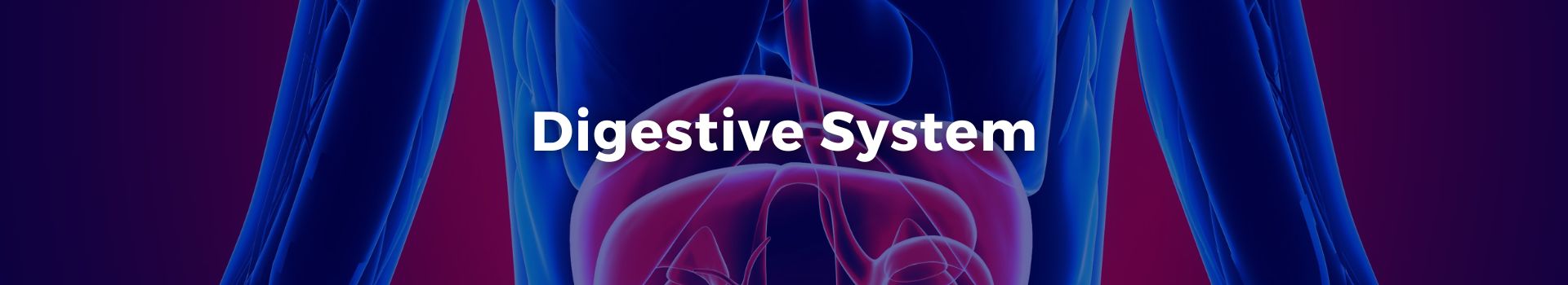 digestive-system-muhamad-usama-jamil-twenty-seven-banner