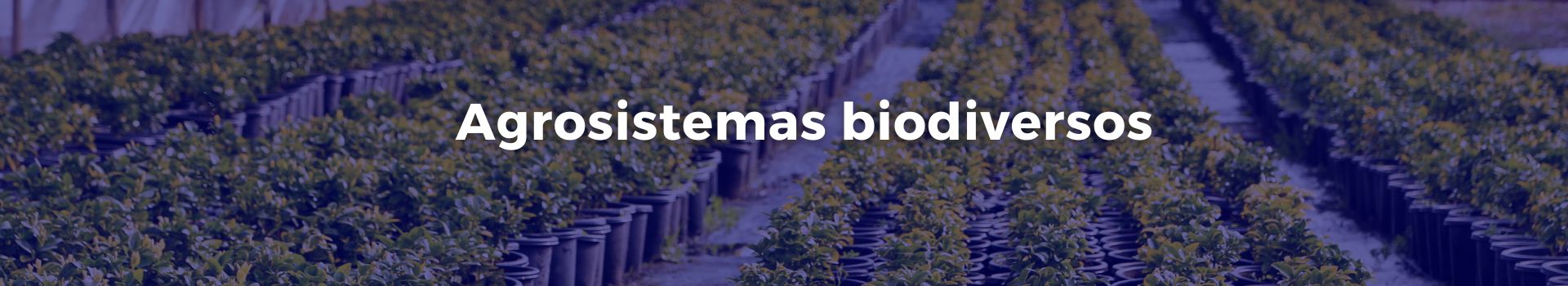 agrosistemas-biodiversos-carmen-solorzano-quince-banner